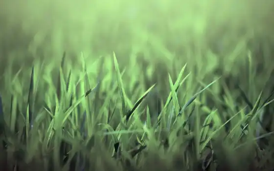 трава, зелёная, природа, картинка, 
