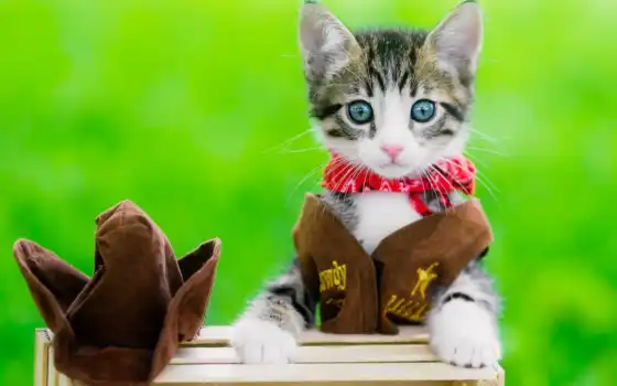 кот, ковбой, cute, котенок, id, средний, vote, favorite, cowgirl, шляпа, купальники