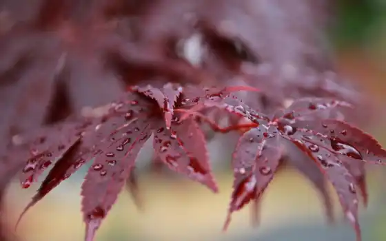 роса, дождь, drop, лист, branch, japanese, leaf, красное