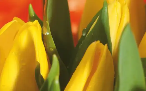 цветы, тюльпаны, букет, желтый, макро, капли, весна, картинка, картинку, 