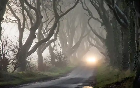 фары, деревья, туман, таинственность, осень, мрак, картинка, 