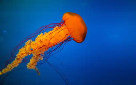 medusa, melena, león, chichester, que, sobre, peces, más, tuselva, color, 