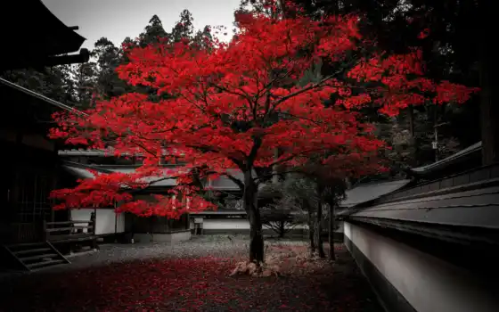 рыжие, дом, осень, фон, красное, домашнее, японское, серый
