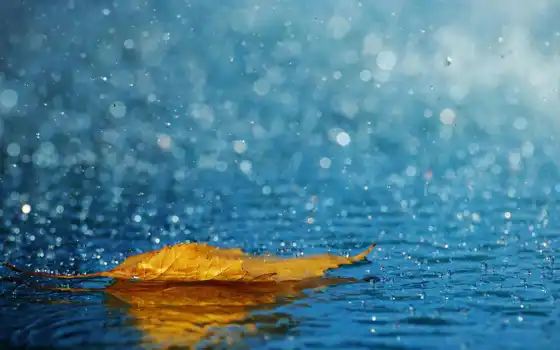 дождь, осень, water, лист, дерево, мужчина, картинка, спать, сонник