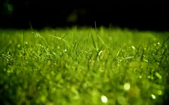 трава, drop, зелёный, greenery, makryi, газон, модель, loading, permission
