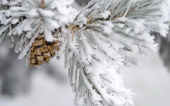 winter, снег, branch, pine, cone, дерево, тематика