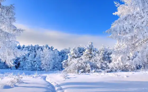 зима, жизнь, лес