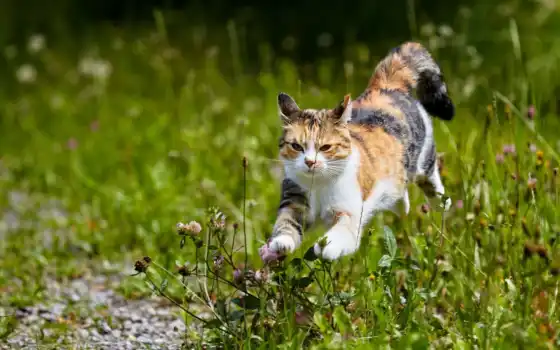 кот, трава, фон, цветы
