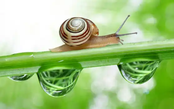 snail, resolution, high, images, free, photos, millions, 