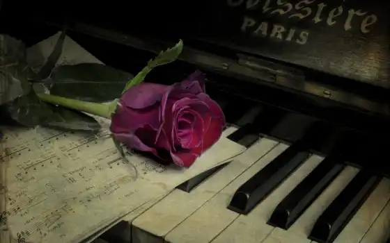 фортепиано, кувти, любовь, роза, нота, рокковы i