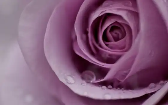 цветы, роза, makryi, drop, лепесток, water, сиреневый, розовый, роса, нежность, бутон