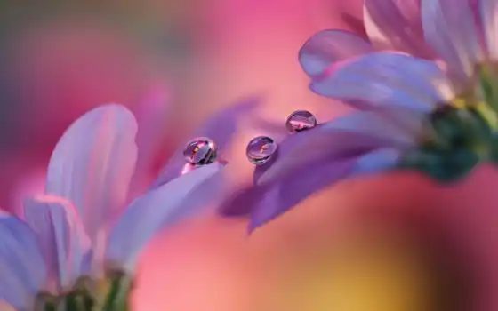 drop, bubble, цветы, лепесток, purple, water, see, гербера