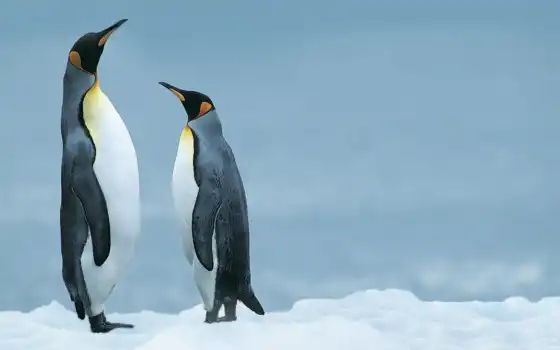 обои на рабочий стол, красивые картинки, картинки для ipad, обои для android