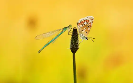 стрекоза, бабочка, butterflies, растение, dragonflies, pin, 