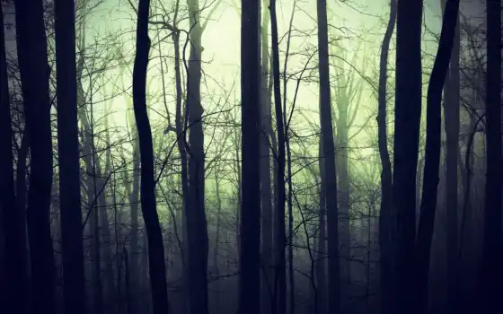 лес, хмурый, туман, густой, abrakadabra
