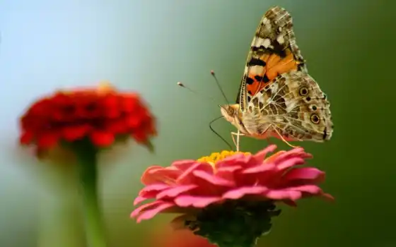 бабочка, những, цветы, loài, хоботок, разнообразный, сочный, микс, цветке, ngắm, nhất, bướm, đẹp, 