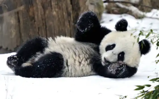 панда, животни, ми, хомя, панды, медведь, зима, бамбус, бär,