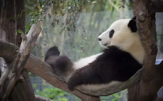 фото, ленивый, панда, деревянный, смешной, маленький, рубашка, режим