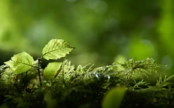 зелень, лес, свинца, ветвь, деревянная, макрия, ли
