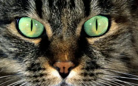 кот, глаз, животное, зеленый, дикий