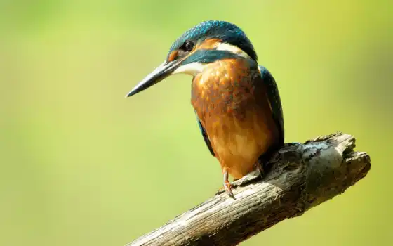 птица, kingfisher, ordinary, рыбалочка, branch, 