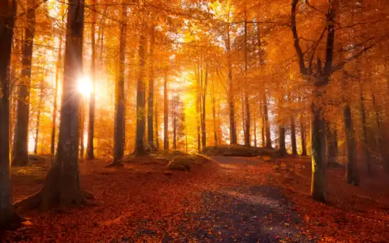 деревья, лес, осень, солнечный свет, солнце, лучи, лучи,