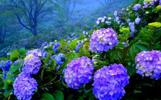 цветы, гортензия, фиолетовый, растение, южный