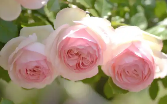 розы, нежность, цветы, три, розовые, бутоны, картинку, розовый, бело, 