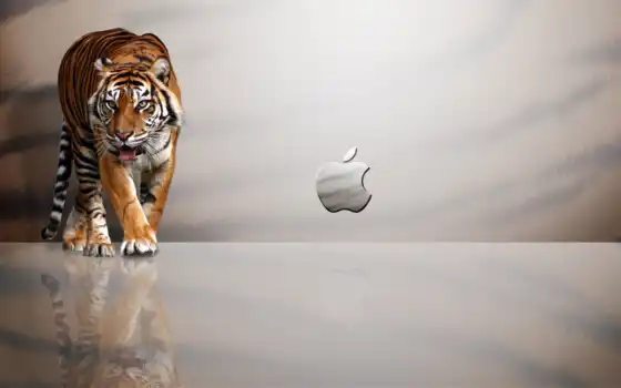 льв, тигр, яблоко, бесплатно, загрузок, белый,