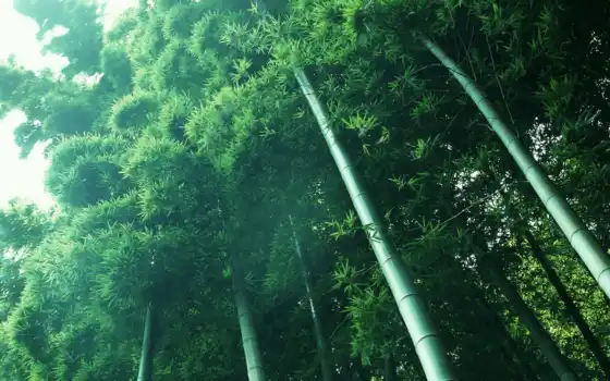 зелёный, бамбук, кроны, стебли, 