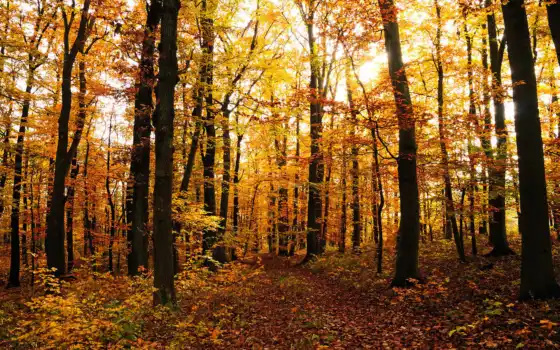 осень, личество, глубокая, осенние, деревья, лес, плащ, дерево, лес,