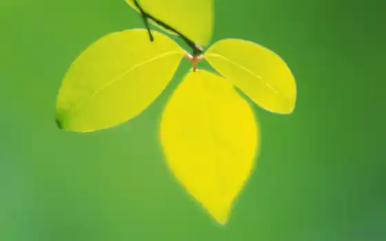 листва, зелёный