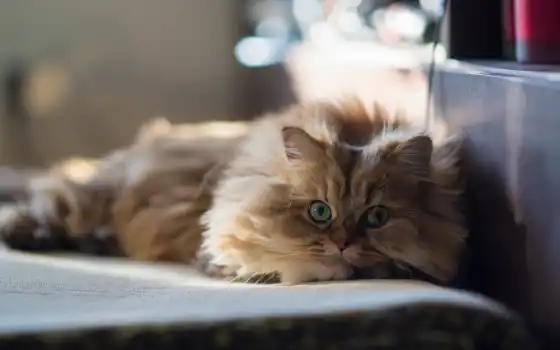 , , , , , , , , , , , , , , , солнце 