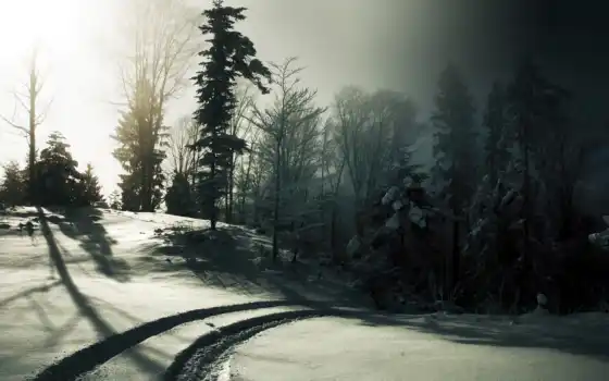 снег, деревья, солнце, зима, туман, следы, черно, белое, лес, экрана, номером, 