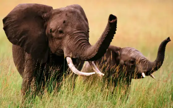 слоны, слон, африканский,