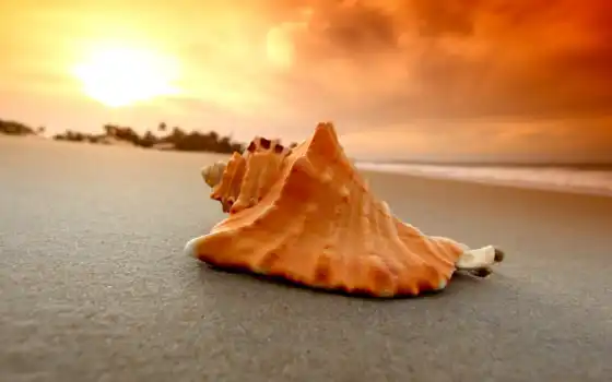 print, красивые, пляж, seashell, рапан, ракушки, песок, макро, море, природа, 