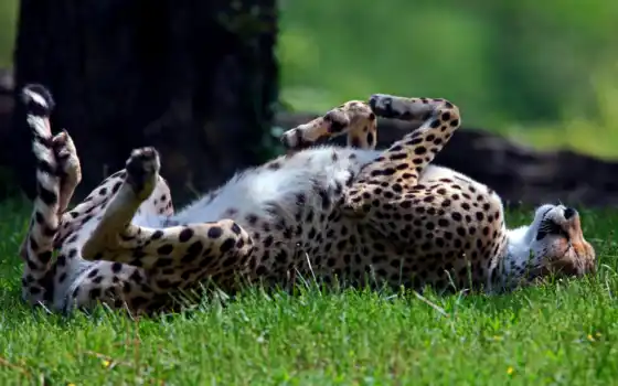 гепард, хищник, спит, дикая, трава, спине, лежа, 