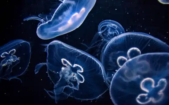 медузы, под водой, животное, море, темное, вода