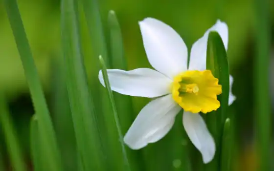 дикие, daffodil, peresadok