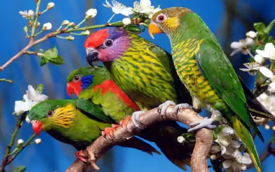попугай, птица, животное, цвет, брюки, красавец, ветвь, напугать