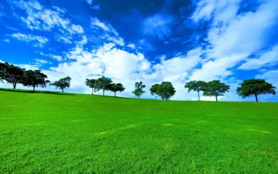 поле, трава, деревянный, деревя, пейзаж, солнце,