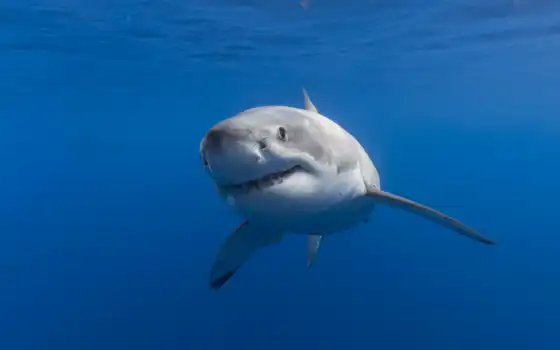 white, акула, great