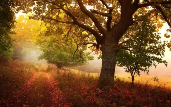 осень, кариес, лес, лес, седлар, я люблю, солнце, лиза, фото