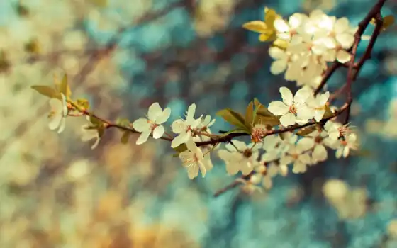 весна, цветы, листья, branch, макро, растение, года, 