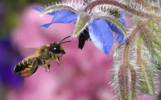 пчелка, мед, hover