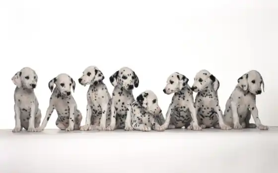 dalmatian, щенок, spot, branch, dolmatinec, красивый, зелёный, snake, фото, экран, собака