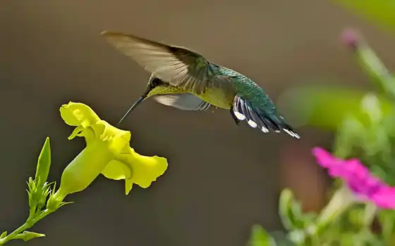 речиж, цвет, красивост, птица