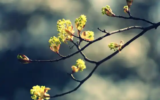 природа, цветы, весна, дерево, строение, ветка, филиал, лепешки