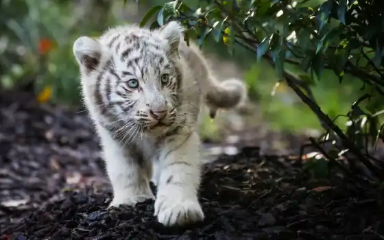 тигр, животное, милый, детский, белый, малыш, бенгальский