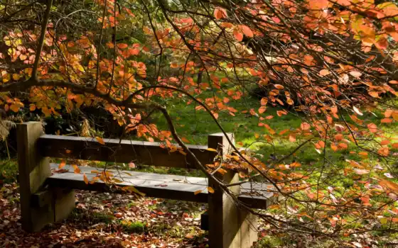 природа, осень, листья, пейзаж, дерево, скамейка, 